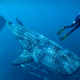 Study author Mark Meekan swimming with a whale shark.